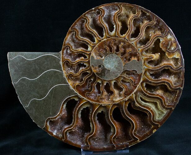 Split Ammonite Half - Deep Crystal Pockets #7570